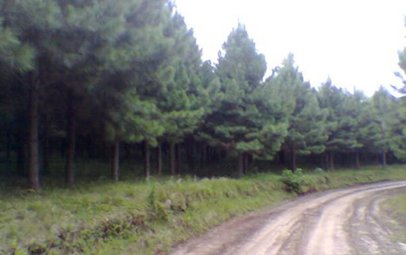 Reflorestamento de pinus