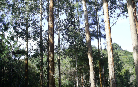 Reflorestamento de eucalipto