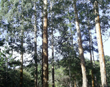 Reflorestamento de eucaliptus